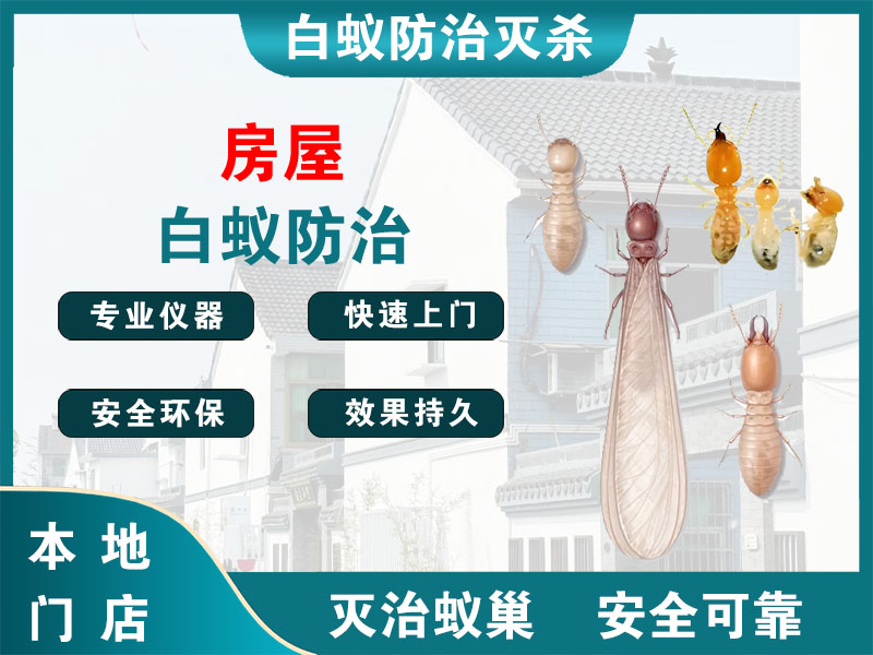 崇川房屋白蚁防治